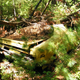 Illustration for article titled Massive Secret Mustang Junkyard Found In Rhode Island Forest